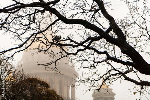 Fototapeta St. Isaac's Cathedral in the fog through the branches of a tree with pigeon.