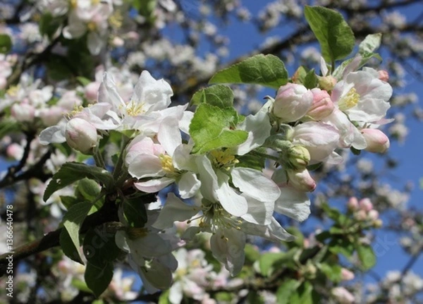 Obraz apple tree blossom