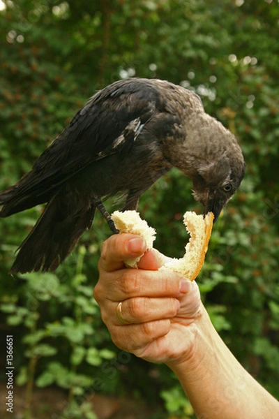 Fototapeta jackdaw
