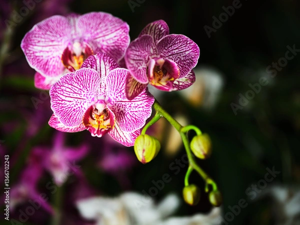 Fototapeta Orchids bloom with vibrant pink and purple colors in a lush garden setting during the spring