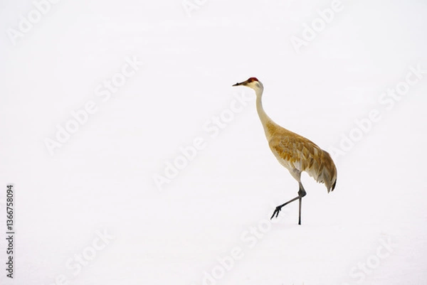 Fototapeta Sandhill crane  walking on snow migrating back to Steamboat Colorado in the Spring