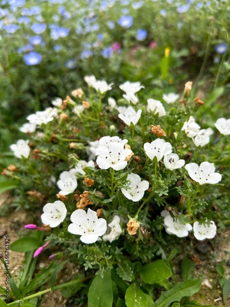 Obraz 公園の花壇に咲く白色のネモフィラ