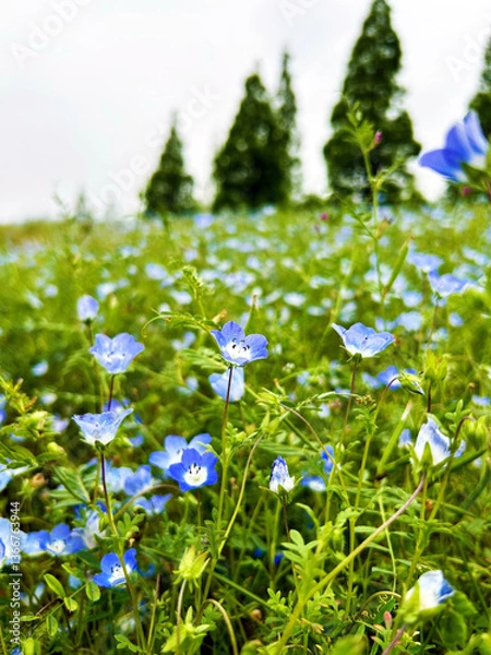 Obraz 花畑に群生するネモフィラの花