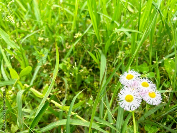 Obraz 淡いピンク色のハルジオンのクローズアップ