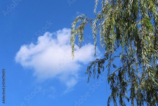 Fototapeta autumn summer foliage against the sky, copy space