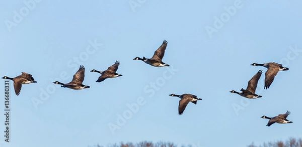 Obraz Canadian geese