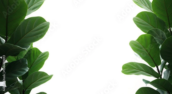 Fototapeta Oversized Fiddle Leaf Fig Leaves Creating Dramatic Corners on White Backdrop