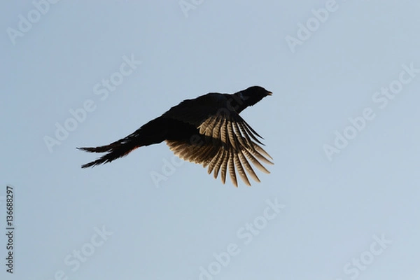 Fototapeta Common pheasant fly