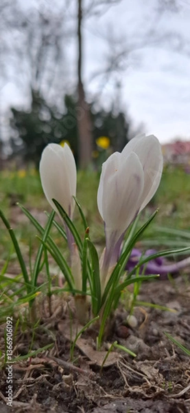 Obraz Beautiful white spring flowers in the garden krokusy in grass
