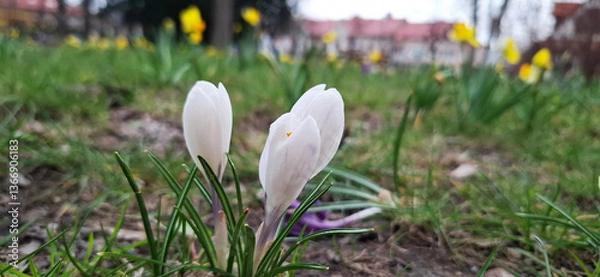 Obraz Beautiful white spring flowers in the garden krokusy in grass