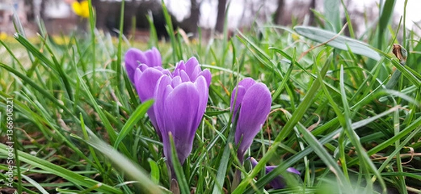 Obraz Beautiful purple spring flowers in the garden crocuses in the grass