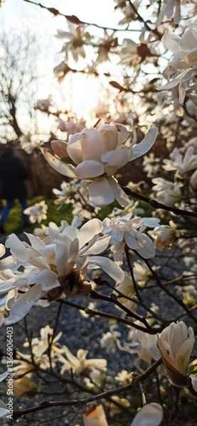 Obraz magnolia blossom spring garden / beautiful flowers, spring background white flowers