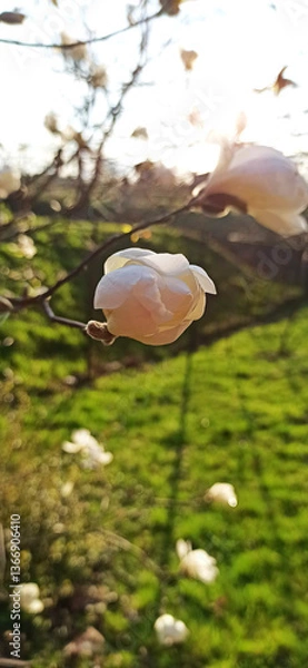 Obraz magnolia blossom spring garden / beautiful flowers, spring background white flowers in garden