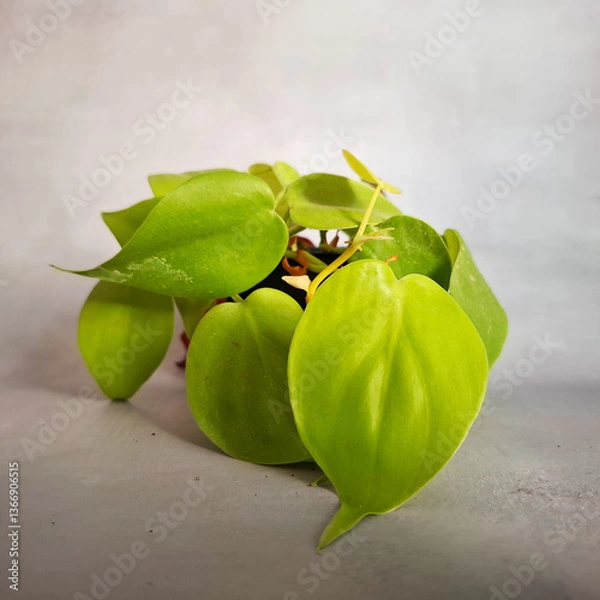 Obraz Rare tropical houseplant Philodendron Lemon Lime  leaves on grey background