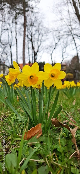 Obraz Beautiful yelow spring flowers in the garden żonkile