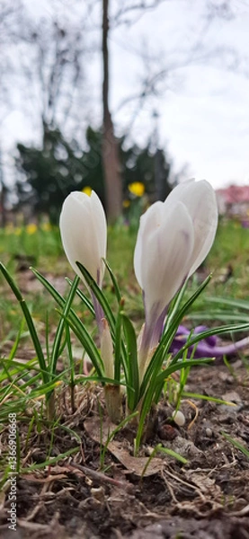 Obraz Beautiful white spring flowers in the garden krokusy