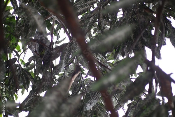 Obraz Intricate canopy of textured foliage, creating a dense arboreal network