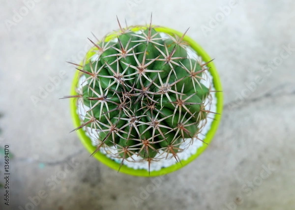 Obraz Round cactus in green pot