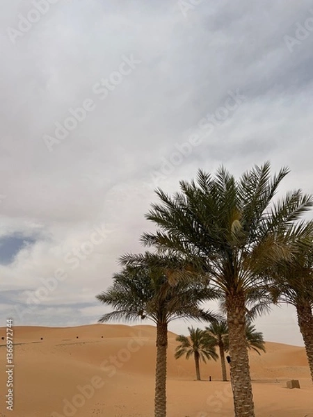 Obraz palm trees in the desert