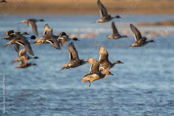 Obraz Ducks in flight over water