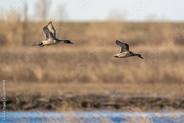 Obraz Ducks in flight.