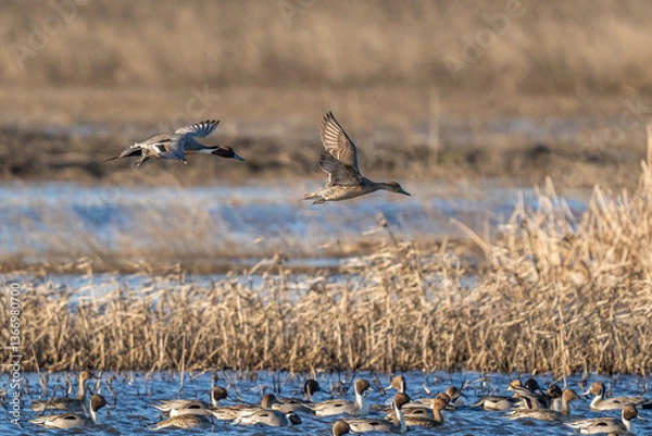 Obraz Ducks flying over water.