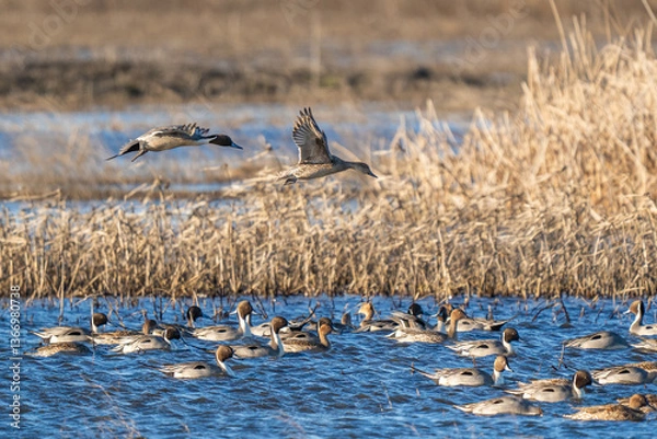 Obraz Pintails on water and flying.