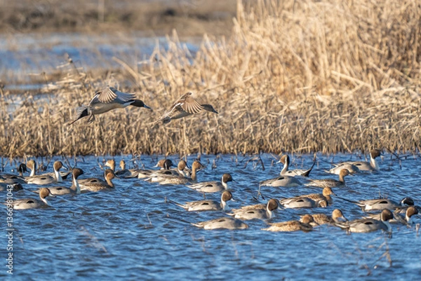 Obraz Pintails in flight and water.
