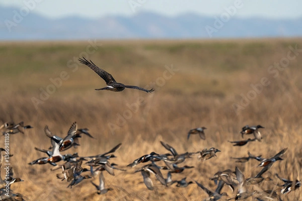Fototapeta Hawk and ducks in flight.