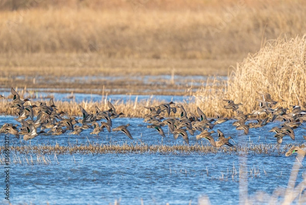 Obraz Ducks flying over marshland.