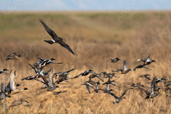 Fototapeta Ducks in flight over field.