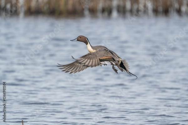 Obraz Pintail duck takes flight.