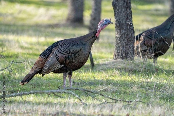 Obraz Wild turkeys in grassy field.
