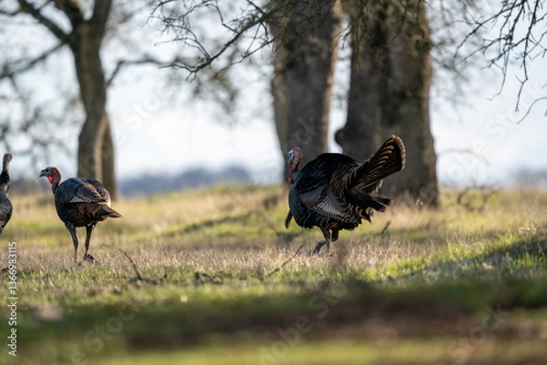 Obraz Turkeys in a grassy field.
