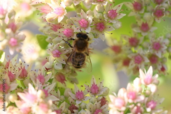 Obraz bee on white flowers