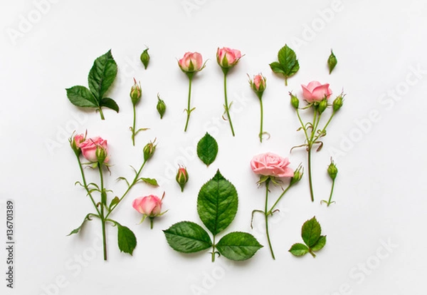 Fototapeta Decorative pattern with pink roses, leaves and buds on white background. Flat lay, top view