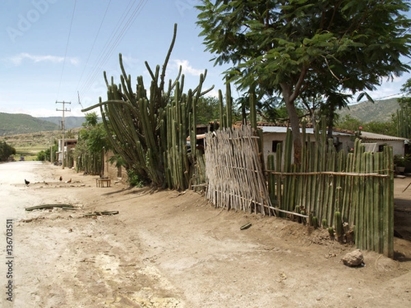 Fototapeta Mexican cactus hedge