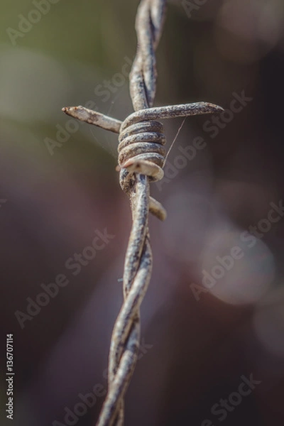Fototapeta Wire Fence