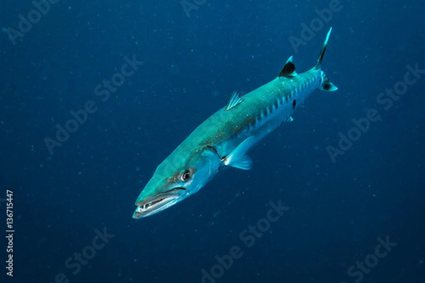 Obraz Barracuda