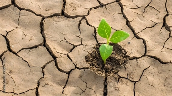 Obraz A powerful image of dried cracked earth with a single sprout emerging symbolizing the resilience of life and the triumph of hope over adversity