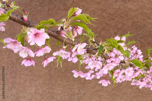 Obraz Close up of beautiful pink cherry blossoms.
