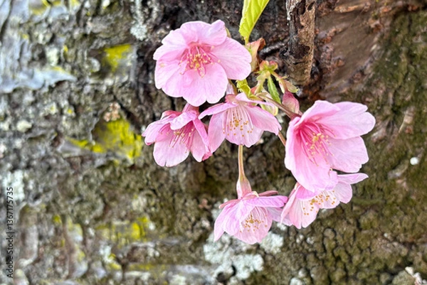 Obraz Close up of beautiful pink cherry blossoms.