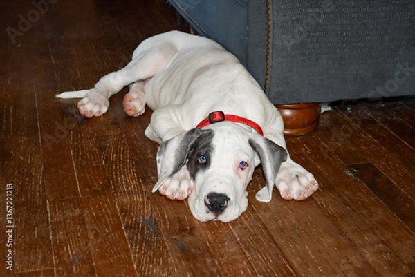 Obraz Great Dane Puppy Lying on a Wood Floor