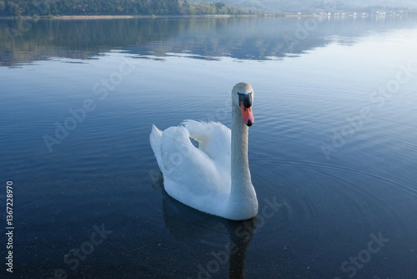 Obraz 富士山と山中湖と白鳥