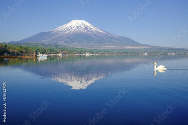 Obraz 富士山と山中湖と白鳥