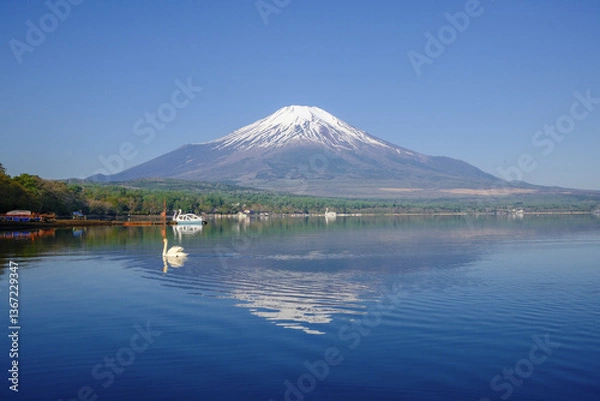 Obraz 富士山と山中湖と白鳥