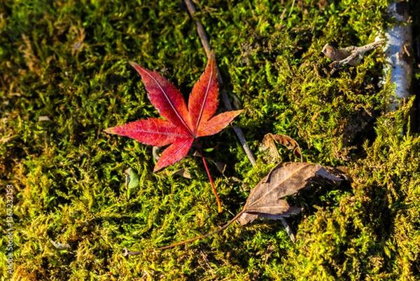Obraz 苔とモミジのコラボ