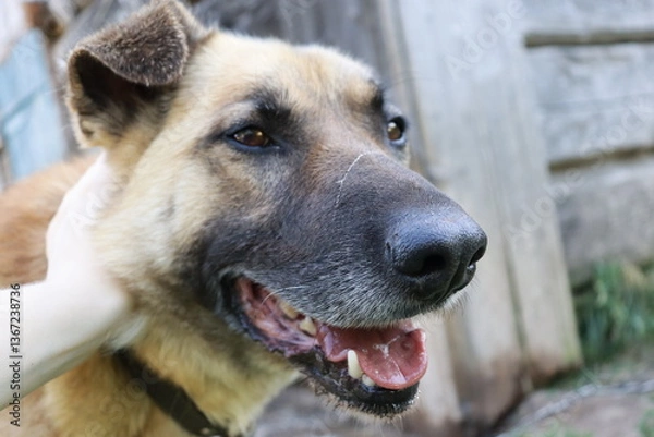 Fototapeta portrait of a german shepherd. dog is petted by the human hand. dog is looking into the camera close-up. dog's head close. macro