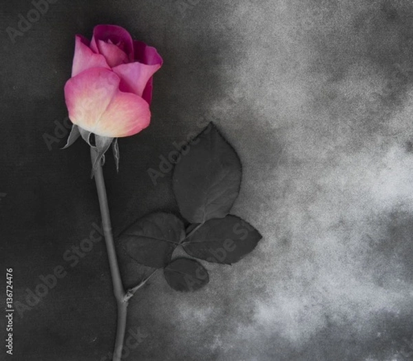 Fototapeta Flower on gray marble - with deepest sympathy