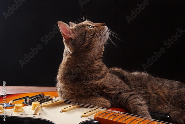 Obraz Pretty kitten with guitar on dark background.